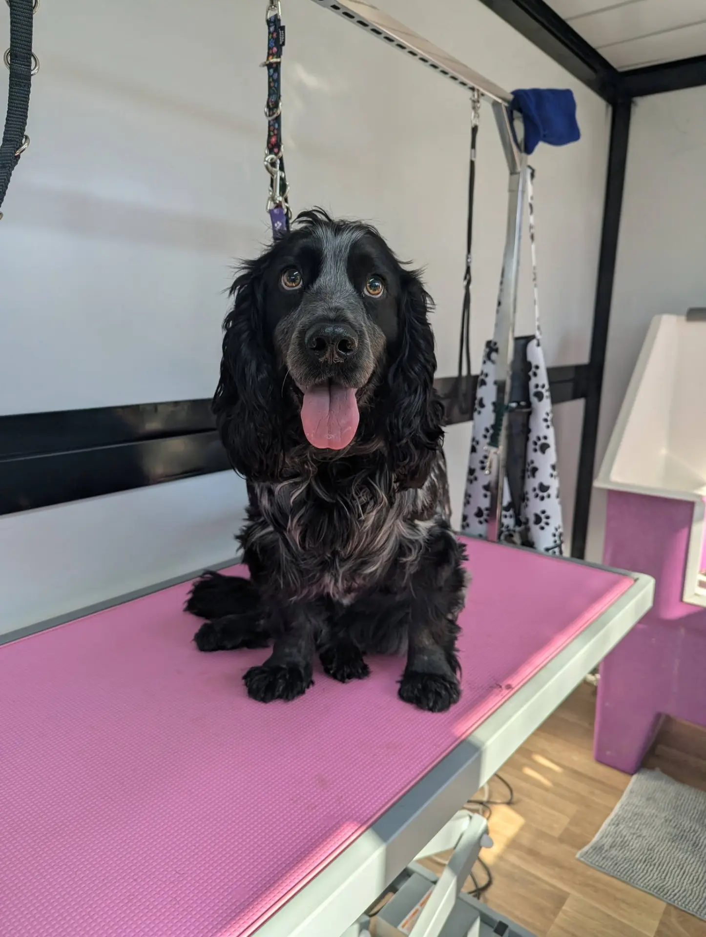 Blue roan cocker spaniel on the grooming table