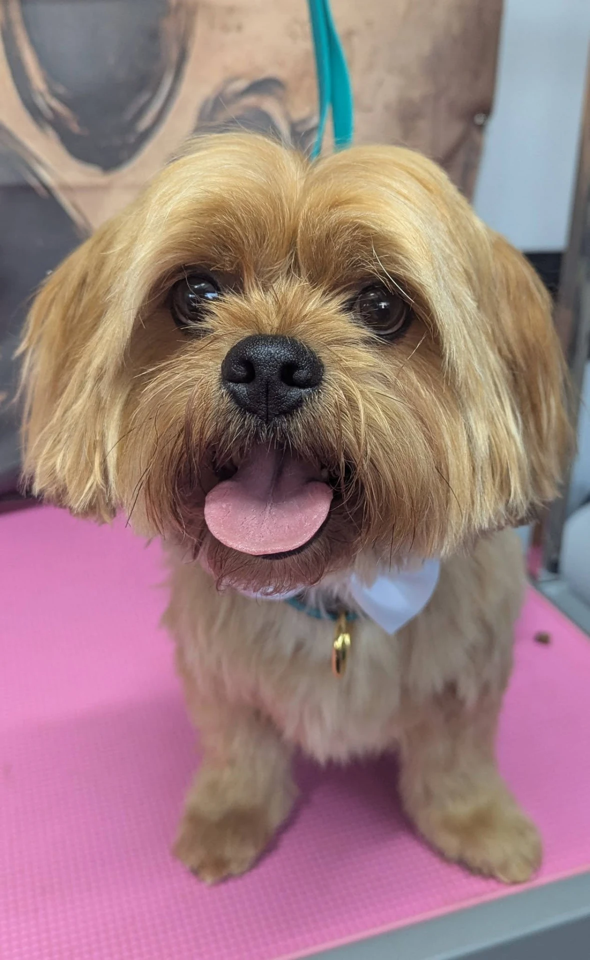Freshly groomed Shih Tzu cross with a neat golden coat