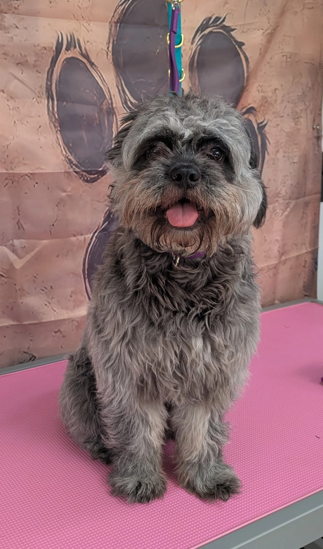 Grey wire-coated terrier freshly hand stripped