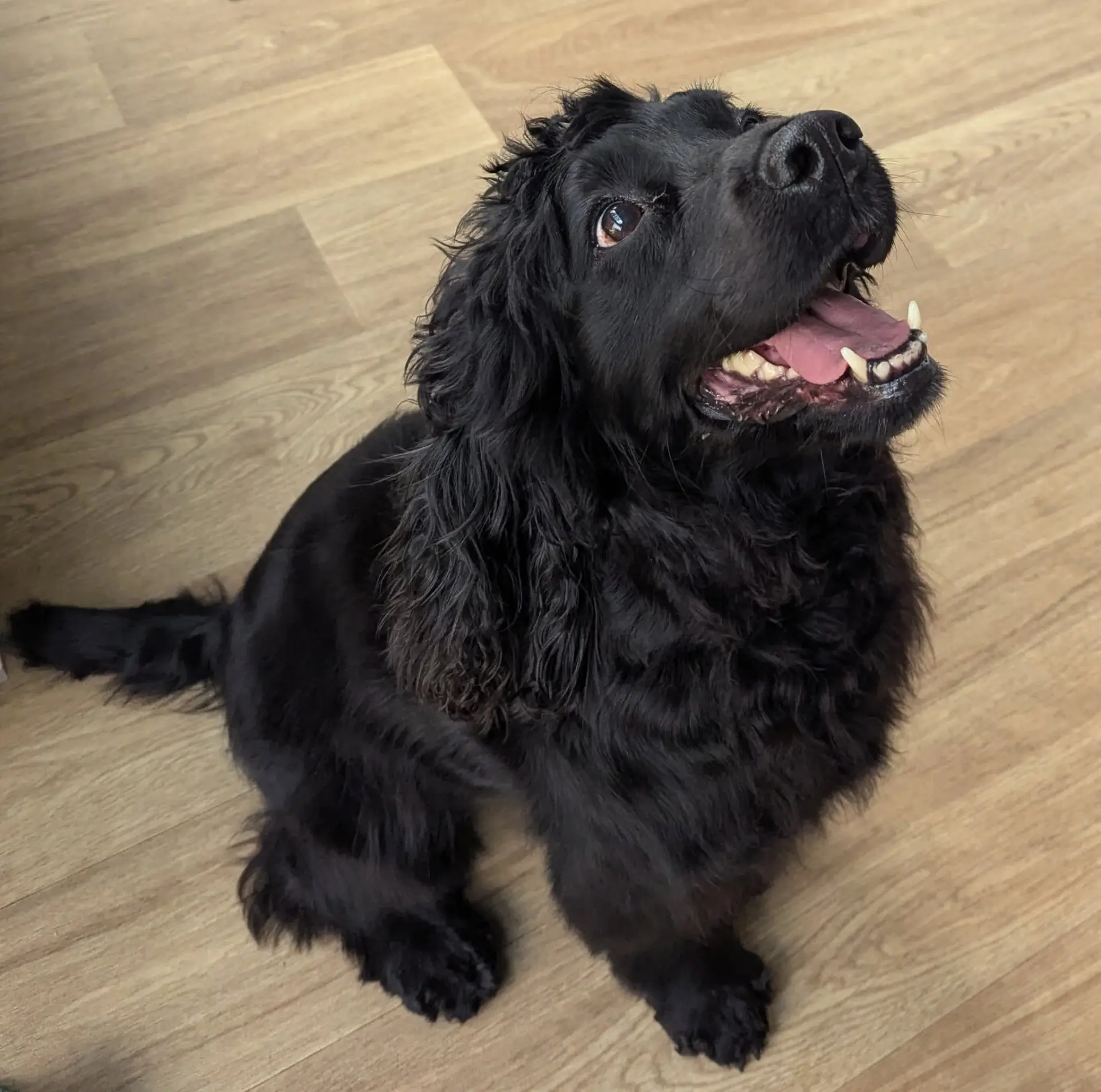 Happy black cocker spaniel with a glossy coat